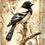 Thumbnail: Magpies