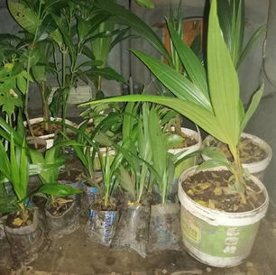 Plant a tree in GB - Our AGB Christmas fundraiser