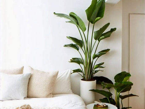 Bitkilerin İç Mekanda Kullanımı