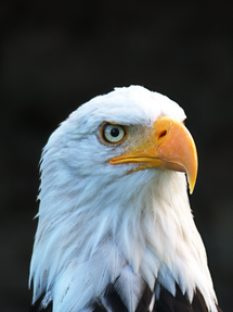 Krafttier Adler Bild KRAFTART mierNUFAKTUR