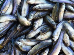 Thumbnail: Lucky's Live Bait Fathead Minnows!