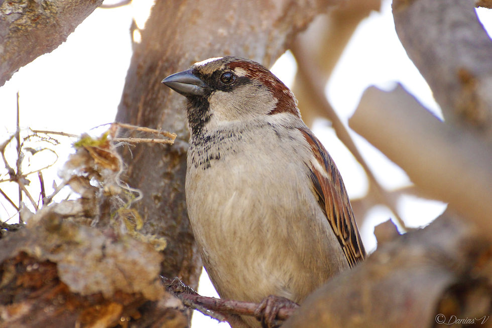Moineau domestique