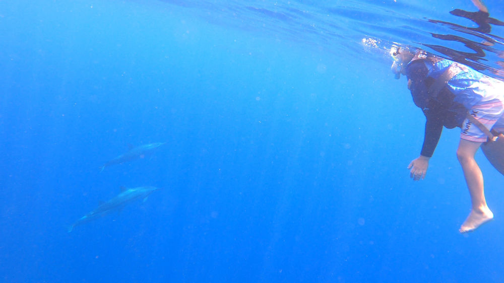 Dolphin Excursions Tour Swimming With Dolphins On Oahu, Hawaii