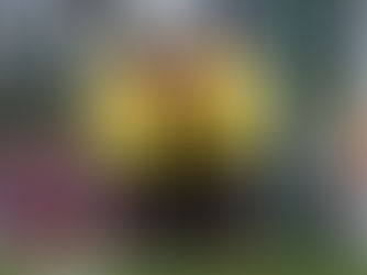 District D1 Uspf 2 - 0 Vallons de l'Erdre