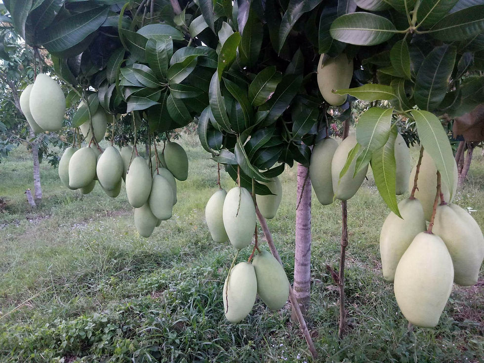 เรามีกลุ่มผู้ผลิตมะม่วงหลายสายพันธุ์
