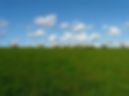 sheep-57706_1280.jpg