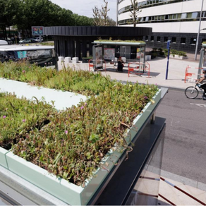 Des abribus de Rouen bientôt végétalisés