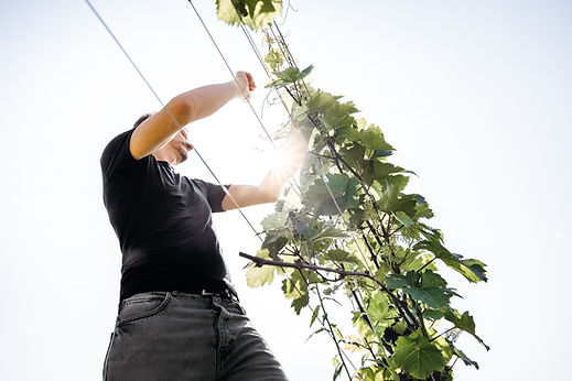 weinbau wurzinger_WEB_062025 (f)Katrin Meitz-10.jpg