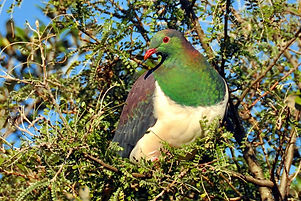 Kereru 1.jpeg
