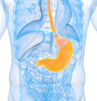 32387642-3d-illustration-médicale-de-l-estomac.jpg