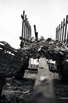 Terras Secas
Carroça de Palma
Gustavo Mata