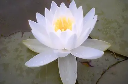 lotus white.webp