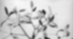 black and white abstract flower