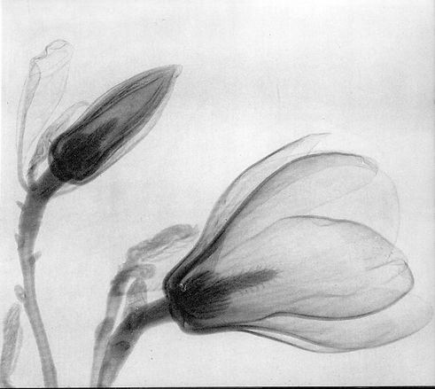black and white abstract flower