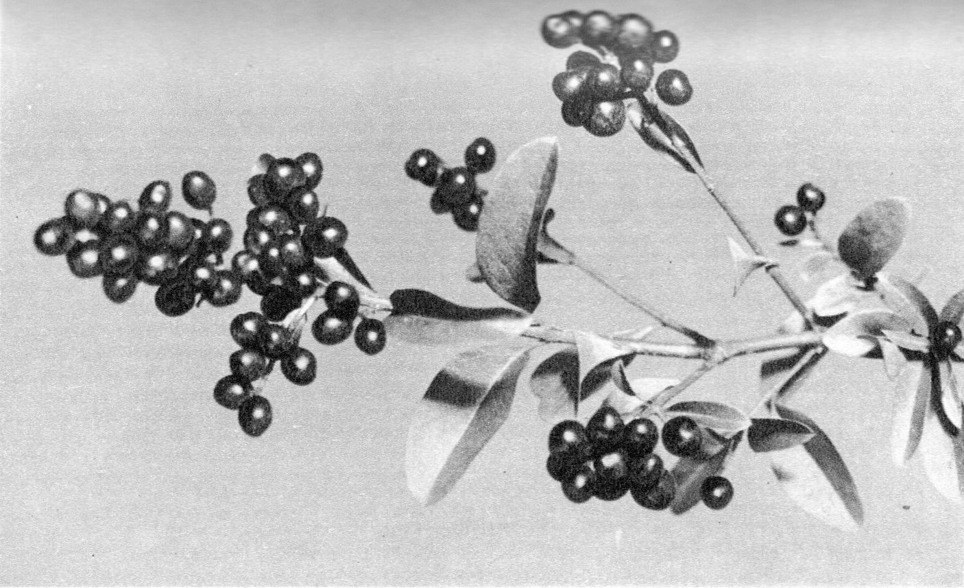 Herbal Consultation - Firt time patient