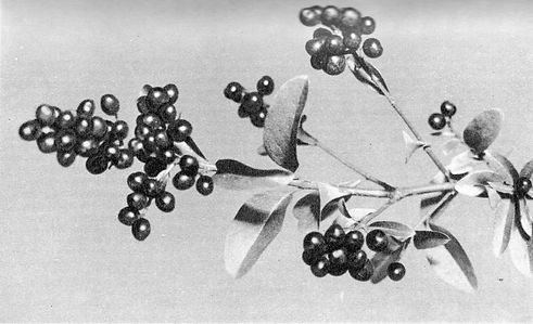 black and white photography of a plant