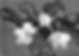 black and white flower