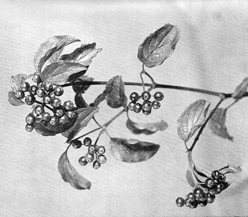black and white photography of a plant