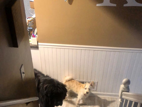 Why do I have so many dogs? Let me count the ways 🐶❤️✨