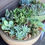 Thumbnail: Maceta -Amsterdã - Planter Bowl.