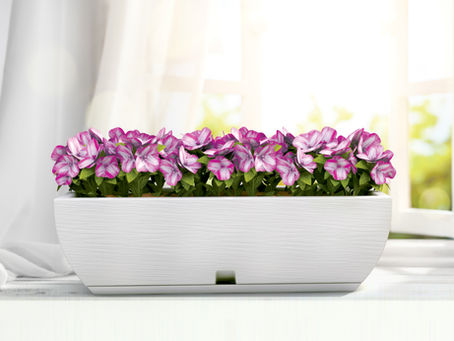 Why should we recommend to customers the use of live plants in interior decoration?