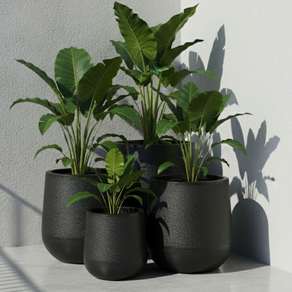 Miniatura: 4 macetas Maragogi negras polietileno rotomoldeado diseño gota  texturizado resistentes UV con plantas verdes
