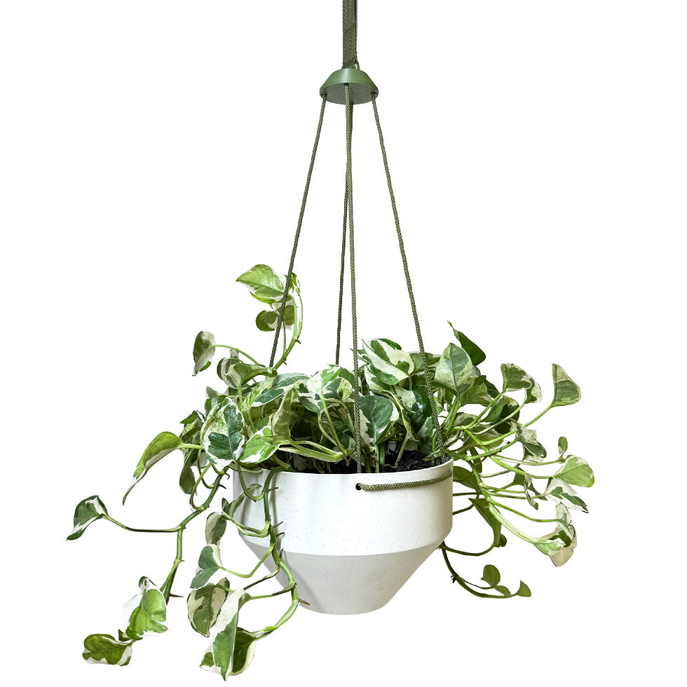 Maceta colgante para plantas con diseño moderno y acabado natural