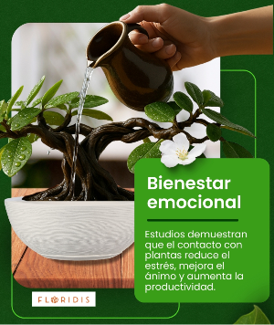 Maceta conca blanca con plato y bonsai siendo regado.