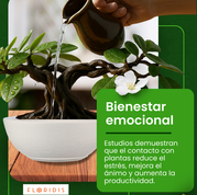 Maceta blanca de diseño cóncavo con plato, que contiene un bonsái de hojas verdes brillantes con gotas de agua, siendo regado cuidadosamente con una jarra de cerámica marrón. El fondo resalta con tonalidades verdes y un texto que enfatiza el bienestar emocional asociado al cuidado de plantas.