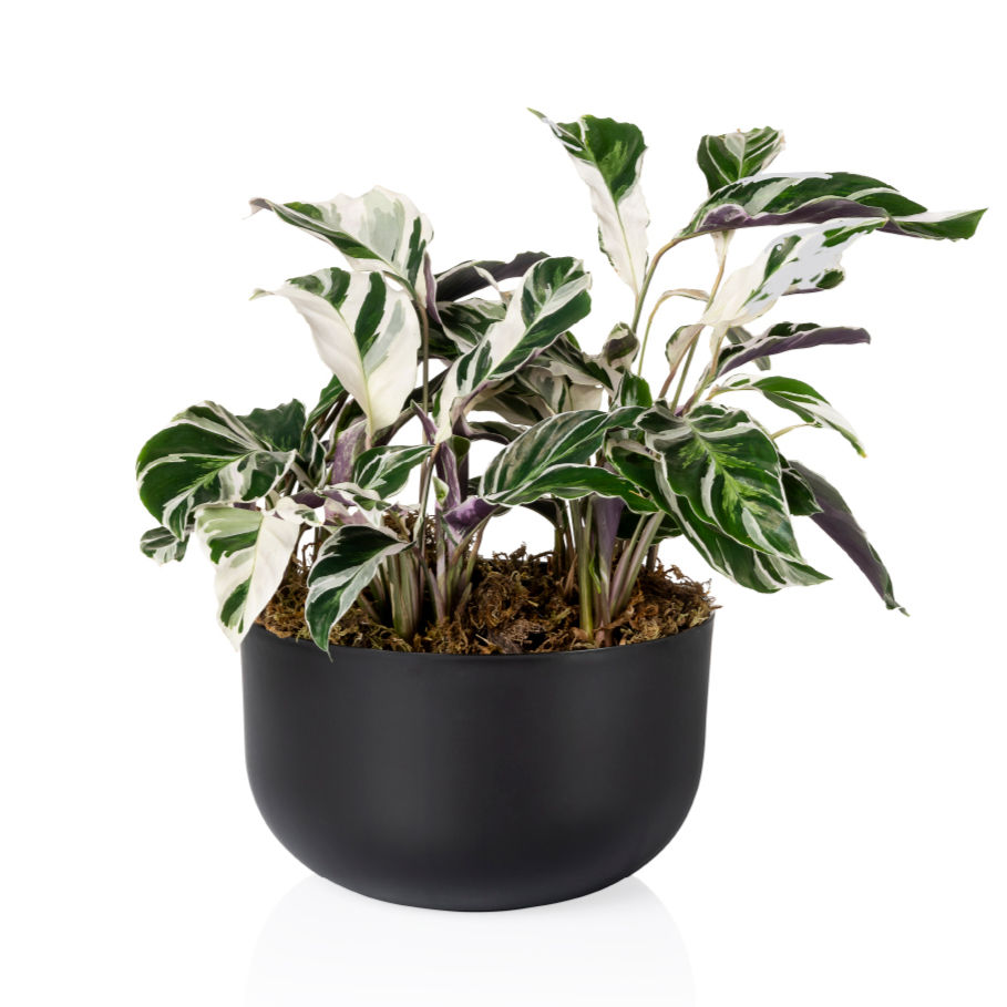 Black DUE 6 cachepot with natural plants, white background.