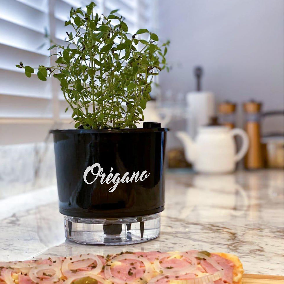 Maceta auto-regante negra con base transparente cultivando orégano fresco en cocina moderna.