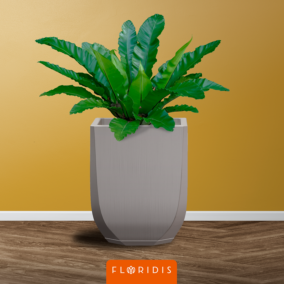 الصورة المصغرة: 4YOU Florero con platillo
