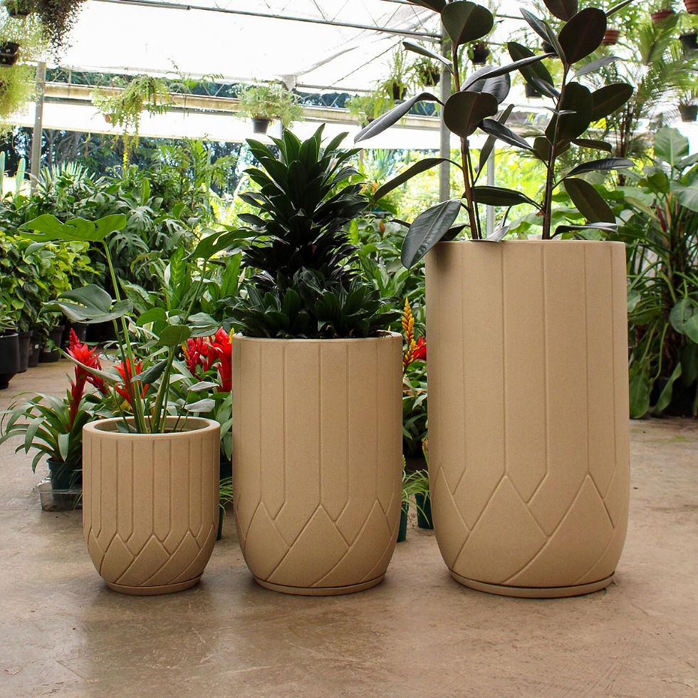 Miniature : Trio of Large Garden Plant Pots Valência Line in beige with live plants at a Plant Store.