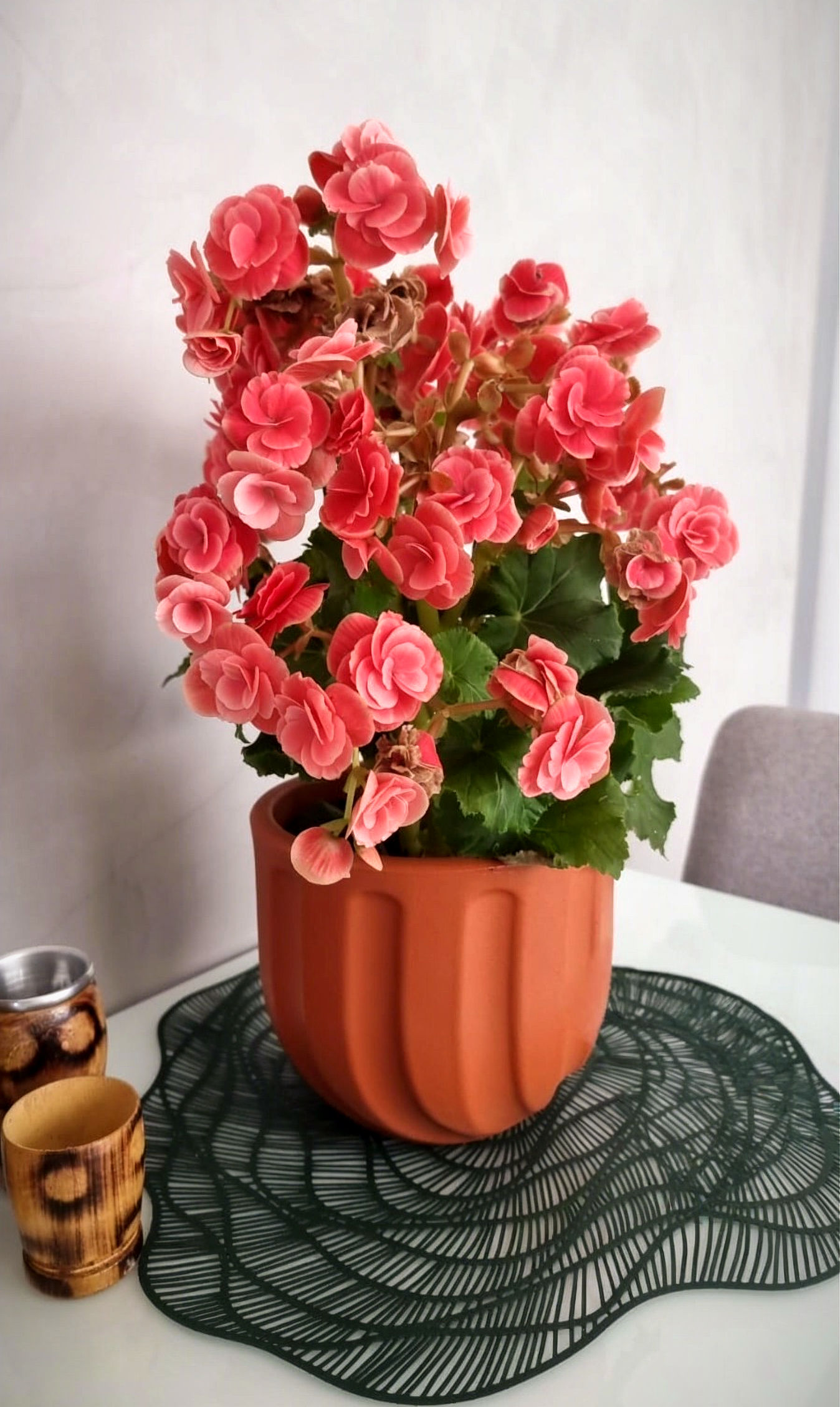 Planter o Maceta Spello Terracotta with begonias celebrating mother's day. Día de la Madre.