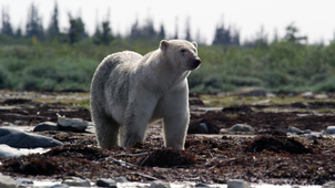 Canada- A Year in the Wild
