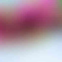 Олеандъри навсякъсе в града