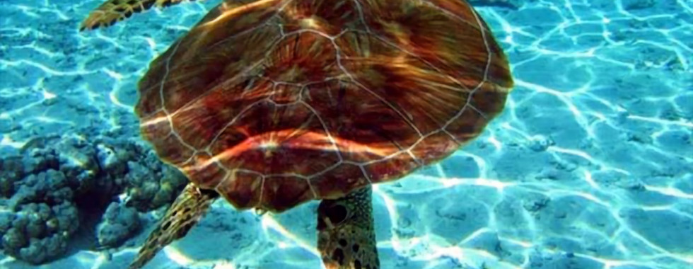 Дальян Морські Черепахи