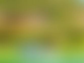 Морські Черепахи, Дальян Каунос