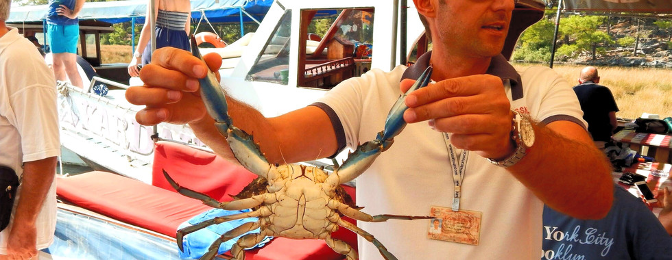 Дальян крабі, морські черепахи Caretta Caretta, блакитні краби, річка дальян