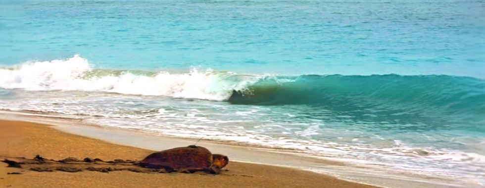 Морські Черепахи, Дальян Каунос