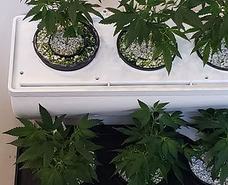 20190426_131222 (002).jpg