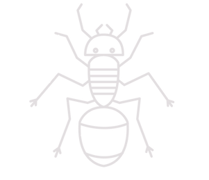 Ant