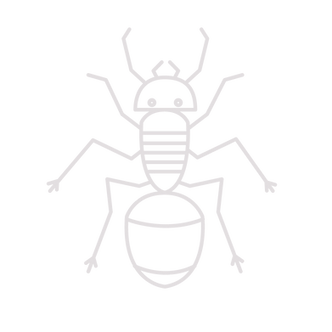 Ant
