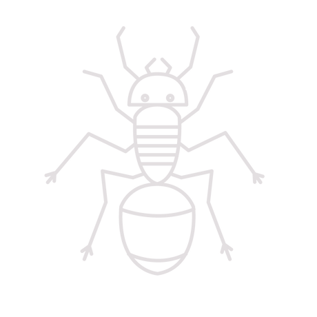 Ant