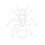 Ant