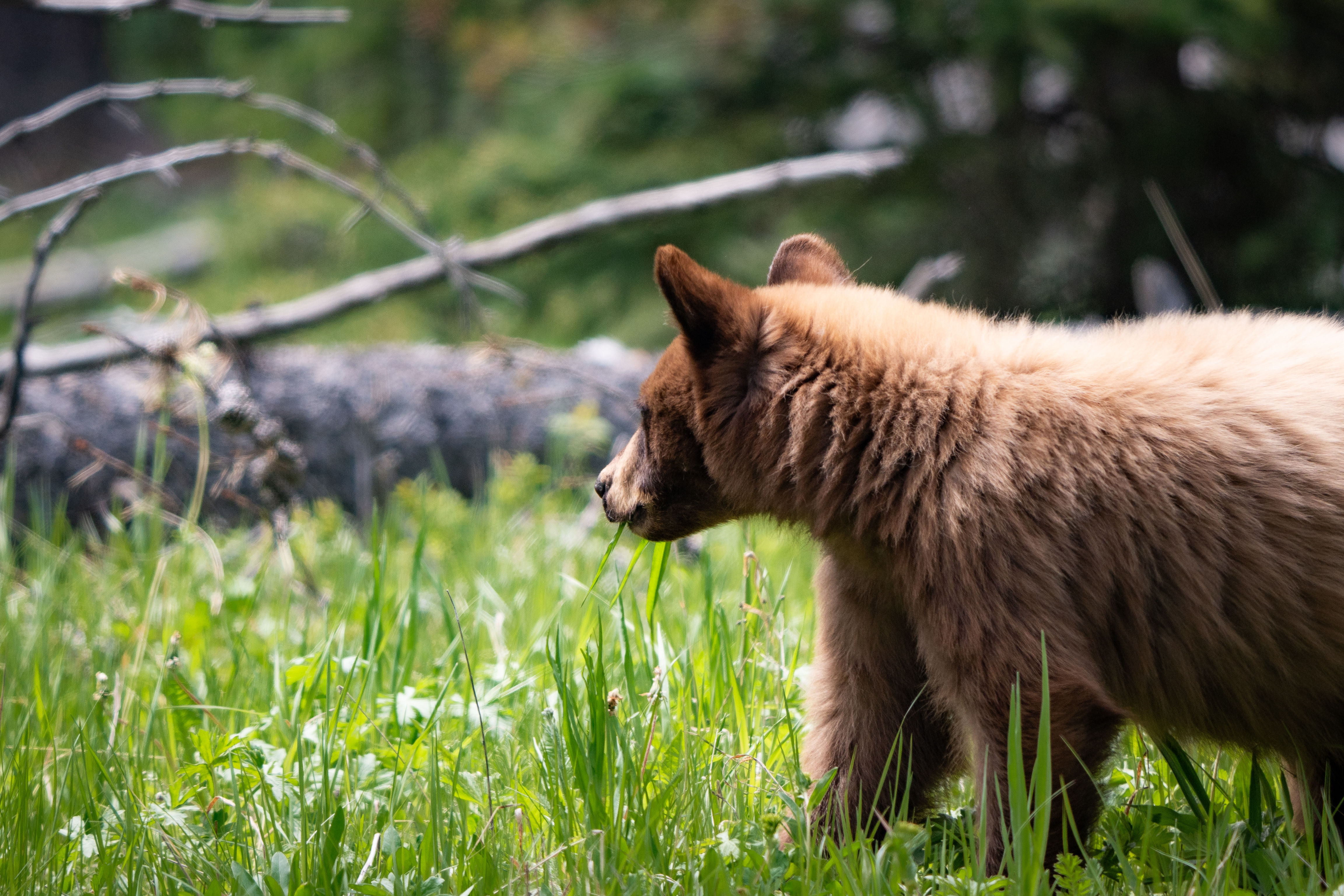 Small Cinnamon Bear