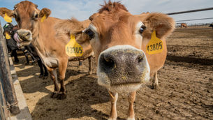 Arla collaborates with retailers on methane-reducing feed trial