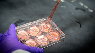 CytoNest launches first commercial product for cell-based meat production