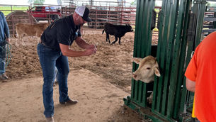 406 Bovine launches AI facial recognition software for livestock