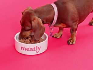 Meatly holds ‘world’s first’ cultivated meat feeding trials for pets